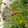 PUNAISE ALIDIDAE. Phytophage, se nourrissant de parties végétales et de graines. Fay EPHAD massif de fleurs. FABRICE GODET